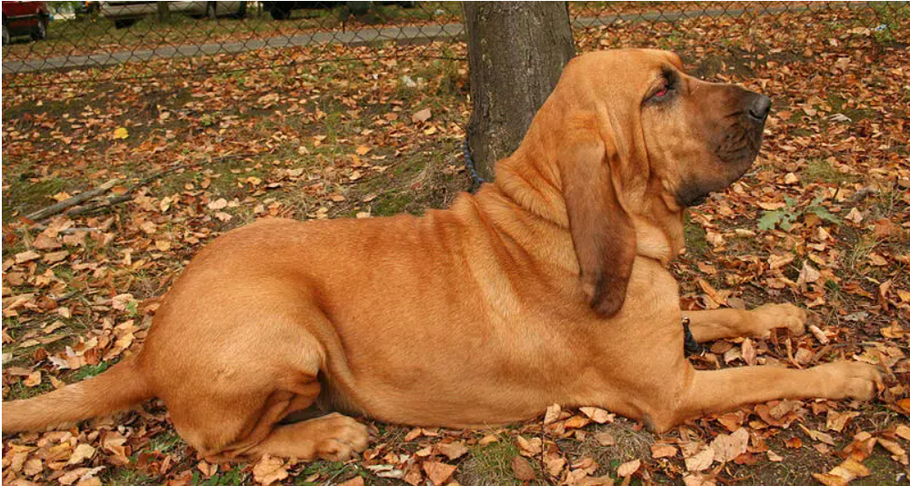 chien de Saint-Hubert