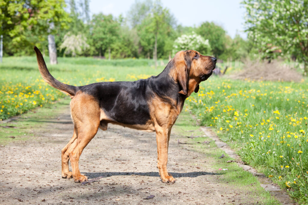 Chien de Saint-Hubert : Ses problèmes de santé courants et comment les prévenir