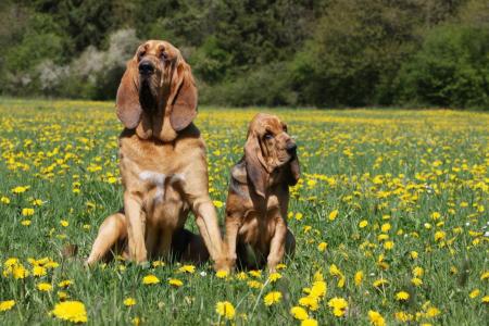 chien de Saint-Hubert