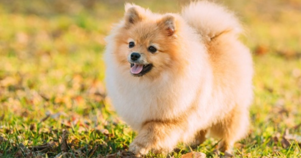 Pomeranian