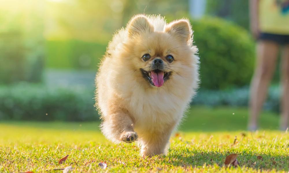 Pomeranian