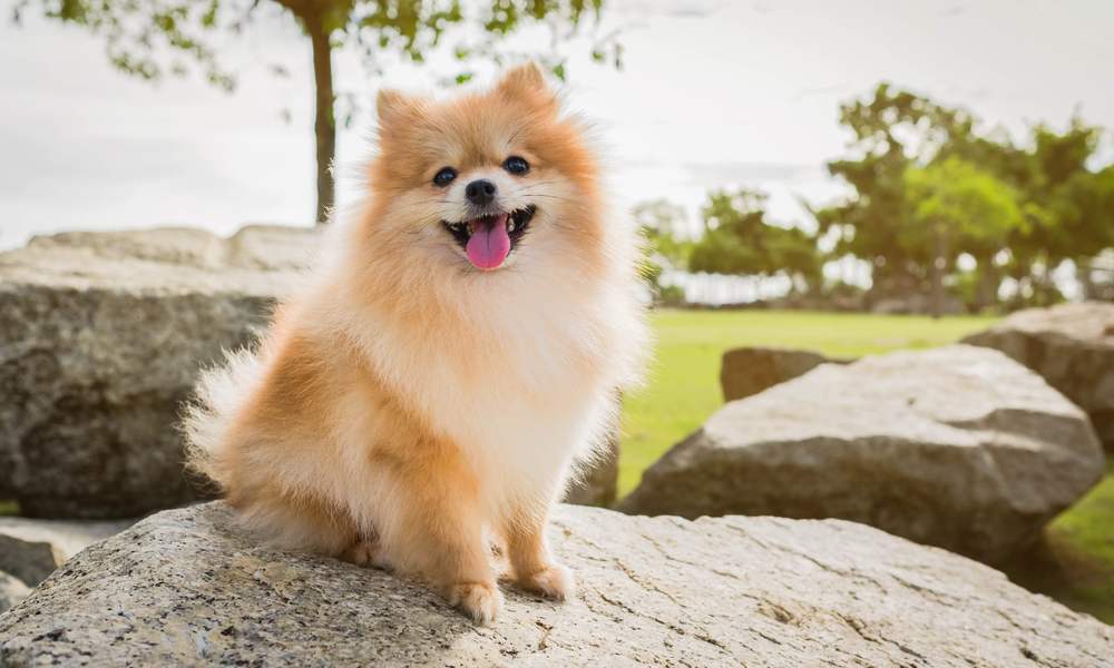 Pomeranian